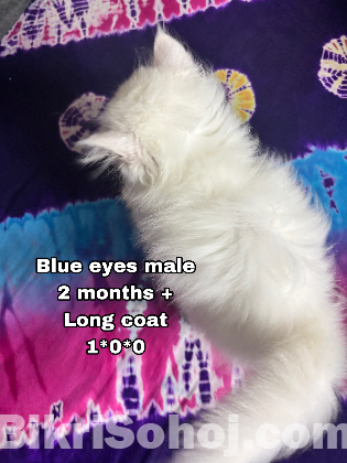 Persian blue eye male